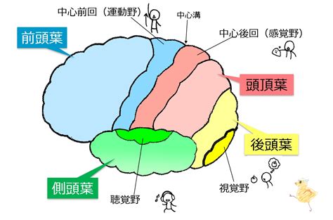 大腦 皮質 分 層